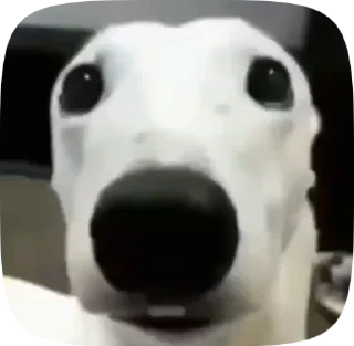 Video sticker 😱 автор @Tazik171