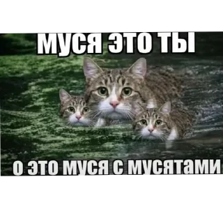 Sticker 🐱 Муся