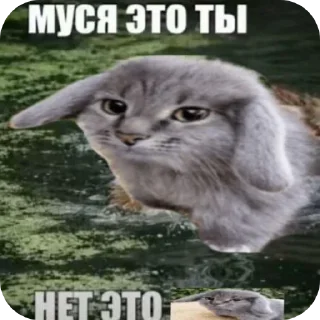 Telegram sticker 🐱 Муся