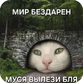 Video sticker 🐱 Муся