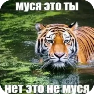 Telegram sticker ❤ Муся