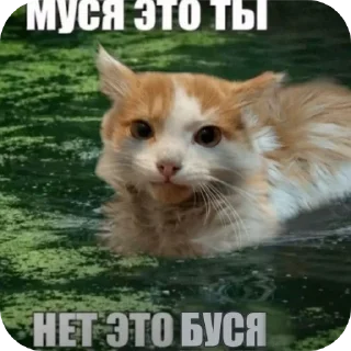 Video sticker 🐱 Муся