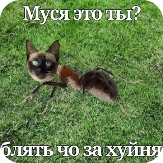 Telegram sticker 🐱 Муся