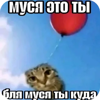 Telegram sticker 🐱 Муся