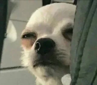 Video sticker 😑 SWALF Stickers // @swalfoffical_bot