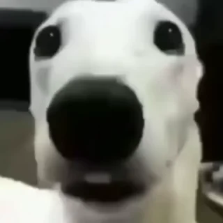 Video sticker 🌟 Tralalerotralala