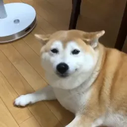 Video sticker 🙂 Tralalerotralala