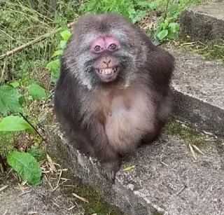 Video sticker 😁 fantom