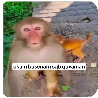 Video sticker 🌟 fantom