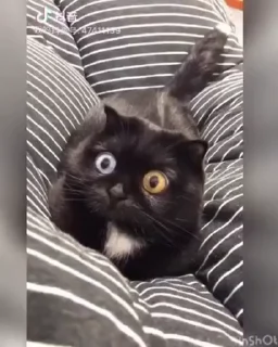 Video sticker 🐈 Mad Cat Video @stickersb2b