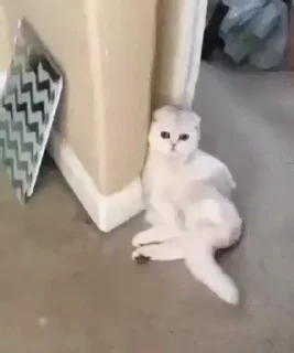 Video sticker 🐈 Mad Cat Video @stickersb2b