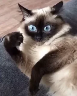 Video sticker 🐈 Mad Cat Video @stickersb2b