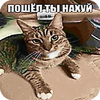 Telegram sticker 🐱 Стики жопа
