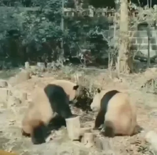 Video sticker 😡 Erratic Panda 🐼 :: @fStikBot
