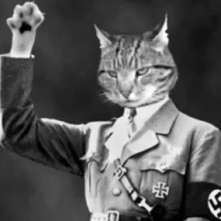 Telegram sticker 🙋‍♂️ 🙋🏼‍♂️ Bazed Kittys 🐈