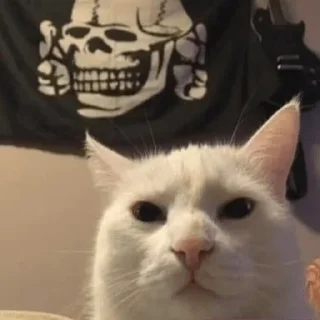 Telegram sticker ☠️ 🙋🏼‍♂️ Bazed Kittys 🐈