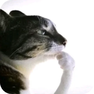 Telegram sticker 🐱 Прикольни стикерпак :: @fStikBot
