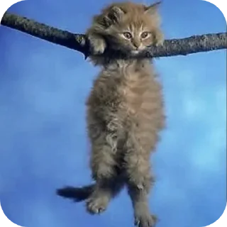 Telegram sticker 🐱 Прикольни стикерпак :: @fStikBot