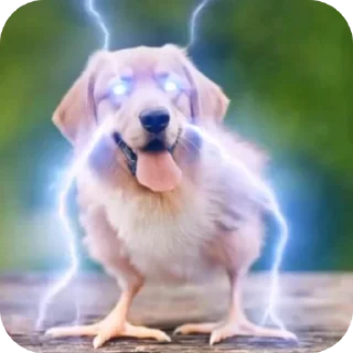Video sticker 🐶 Прикольни стикерпак :: @fStikBot