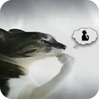 Video sticker 🐦 Прикольни стикерпак :: @fStikBot