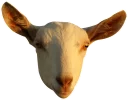 Sticker 😗 GoatRulez