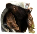 Video sticker 😫 GoatRulez