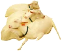 Telegram sticker 😴 GoatRulez