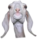 Telegram sticker 😨 GoatRulez