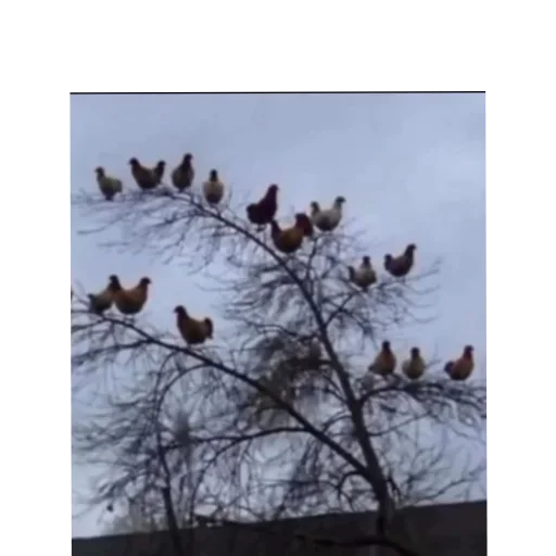 Телеграм стикер 🐓 Neko Badmosh V2 @Gostedd