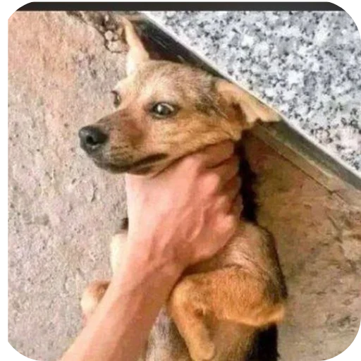 Telegram sticker 😀 Frosh Tv @froshtv01