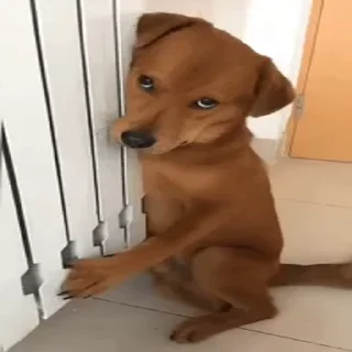 Video sticker 🐶 JOJOSKE 🐶