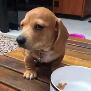 Video sticker 🐶 JOJOSKE 🐶