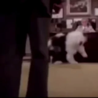 Video sticker 🐶 JOJOSKE 🐶