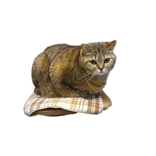 Telegram sticker 🐱 Кастомные 1 R.S.F. @BatonFox