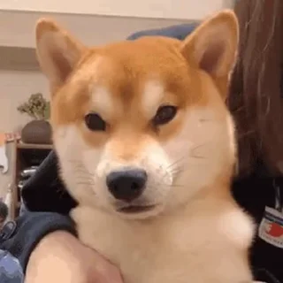 Телеграм стикер 🐶 骂骂咧咧饭西🤬 @ob1314