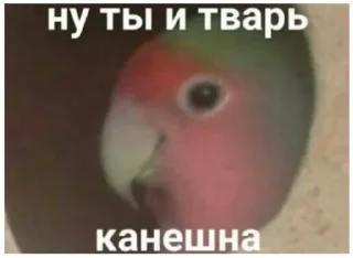 Video sticker 😢 Favorite stickers by @fStikBot