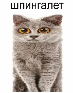 Telegram stiker 😂 Favorite stickers by @fStikBot