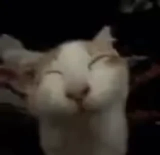 Video sticker 🤭 Больше стиков тут: @stikery4