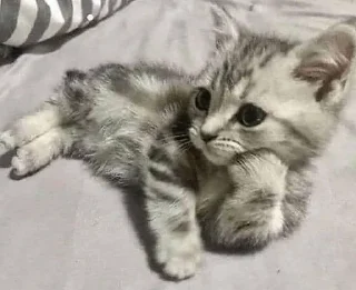 Video sticker 🦄 Chó sủa meo meo layer 3