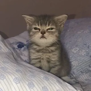 Video sticker 🦄 Chó sủa meo meo layer 3