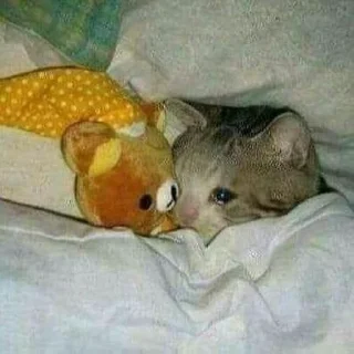 Telegram sticker 🦄 Chó sủa meo meo layer 3