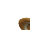 Video sticker 🦝 Pay69AuguatEmoj6