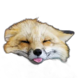 Telegram sticker 😜 FopsButNoBackground