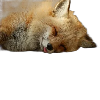 Telegram sticker 😴 FopsButNoBackground