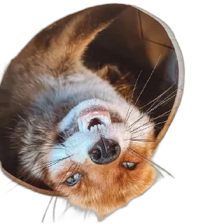 Telegram sticker 🕳 FopsButNoBackground