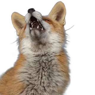 Telegram sticker 🔉 FopsButNoBackground