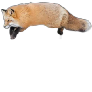 Video sticker 🛫 FopsButNoBackground
