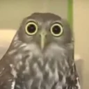 Telegram sticker 😐 Le reaction di Giuseppe