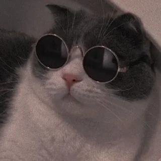 Telegram stiker 😼 خرة بيكم