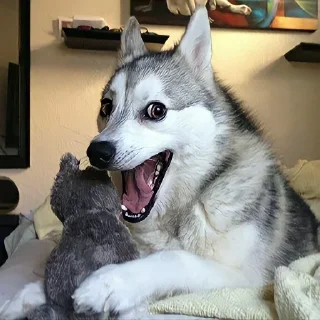 Video sticker 😃 خرة بيكم